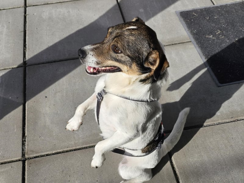 Enzo, geboren 01.10.2021, 35cm sucht neues Zuhause