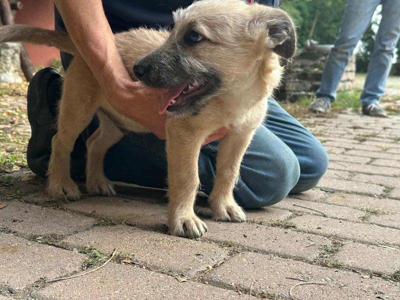 Bumi, geboren 22.07.2025, 30cm sucht liebevolles Zuhause Bumi, geboren 22.07.2025, 30cm sucht liebevolles Zuhause