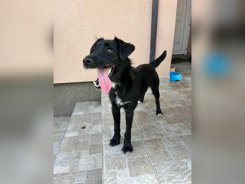 Terka, geboren 01.08.2024, 40cm sucht liebevolles Zuhause Terka, geboren 01.08.2024, 40cm sucht liebevolles Zuhause