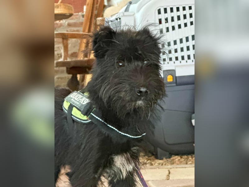 Aramis, geboren 15.04.2025, 37cm sucht sein großes Glück