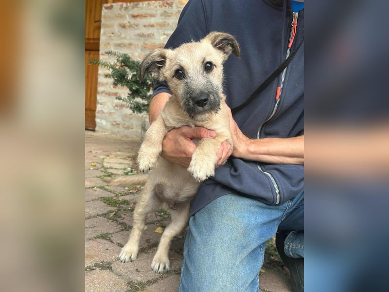 Bumi, geboren 22.07.2025, 30cm sucht liebevolles Zuhause Bumi, geboren 22.07.2025, 30cm sucht liebevolles Zuhause