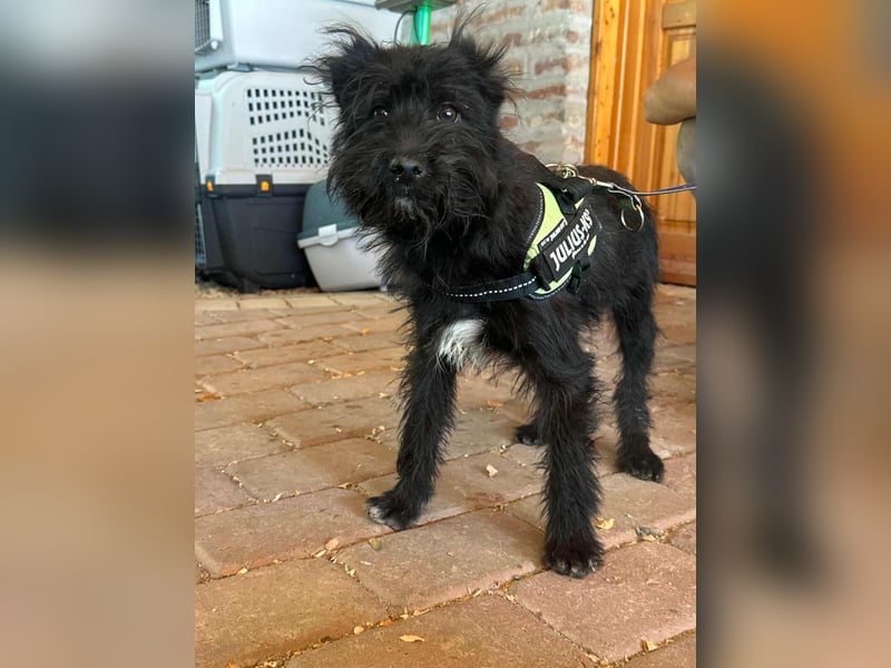 Aramis, geboren 15.04.2025, 37cm sucht sein großes Glück