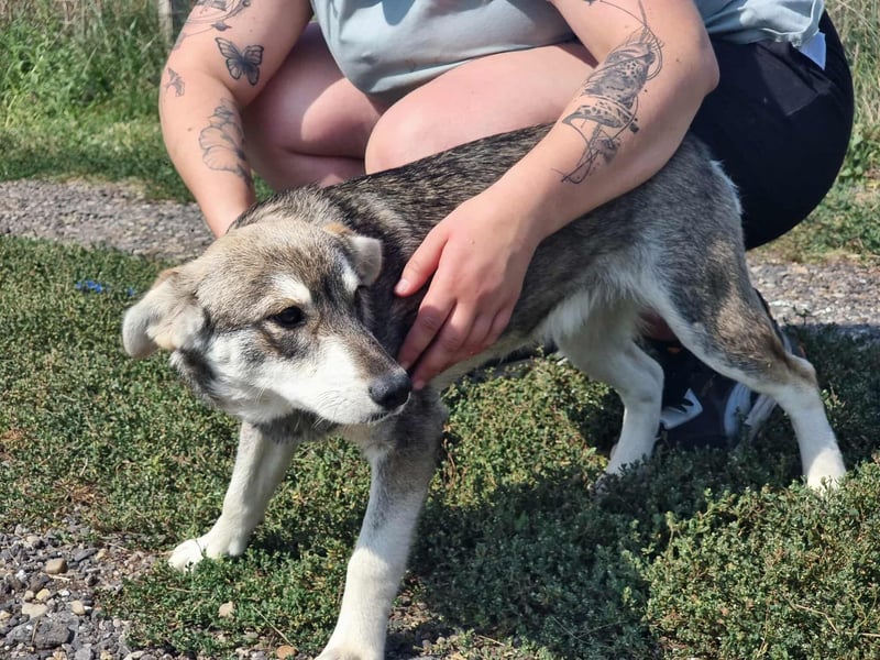 Balto, geboren 01.01.2025, 39cm sucht liebevolles Zuhause