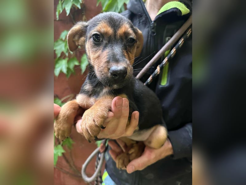 Saki, geboren 26.06.2025, 26cm sucht ihren Platz