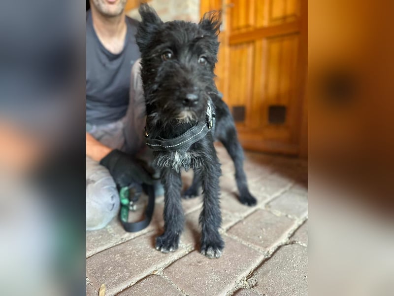 Athos, geboren 15.04.2025, 39cm sucht Geborgenheit