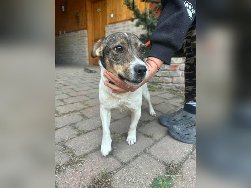 Enzo, geboren 01.10.2021, 35cm sucht sein Zuhause