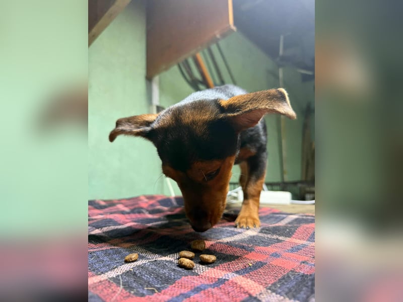 Eper, geboren 10.07.2025, 26cm sucht ihr Zuhause fürs Leben