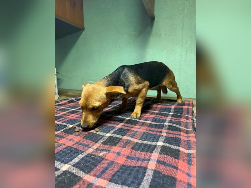 Malna, geboren 10.07.2025, 26cm sucht ihr Glück