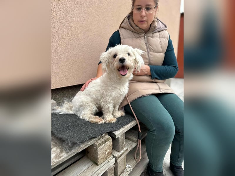 Casper, geboren 19.03.2023, 31cm sucht seine Menschen