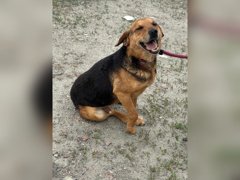 Tobi, geboren 01.04.2020, 40cm sucht sein Körbchen