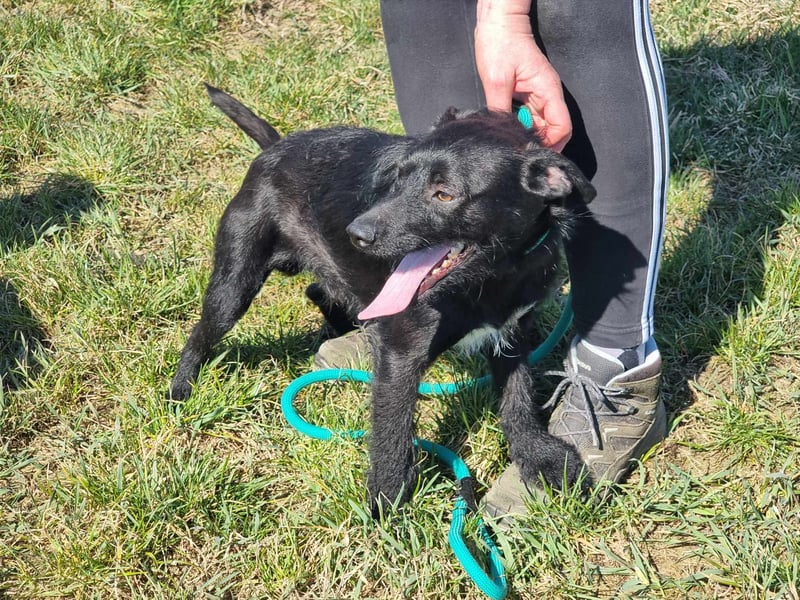 Pandur, geb. 03/2024, 42 cm, wünscht sich eine tolle Familie Pandur, geb. 03/2024, 42 cm, wünscht sich eine tolle Familie