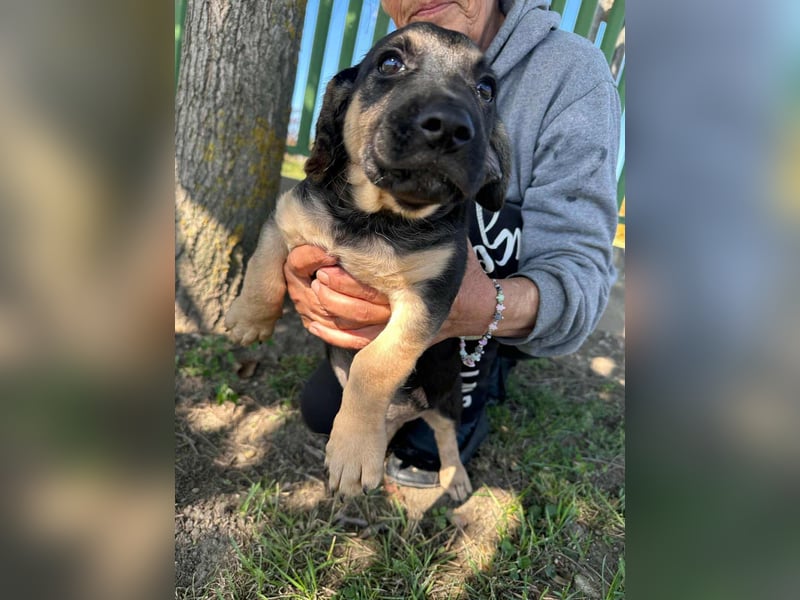 Bendeguz, geboren 15.06.2025, 24cm sucht seine Chance