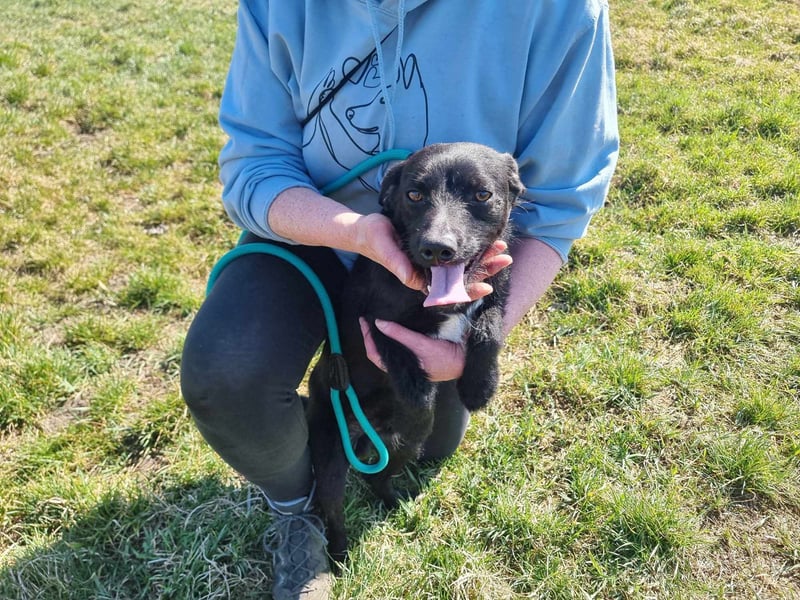 Pandur, geb. 03/2024, 42 cm, wünscht sich eine tolle Familie Pandur, geb. 03/2024, 42 cm, wünscht sich eine tolle Familie