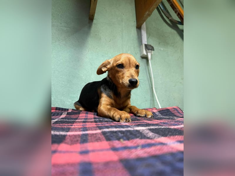 Malna, geboren 10.07.2025, 26cm sucht ihr Glück