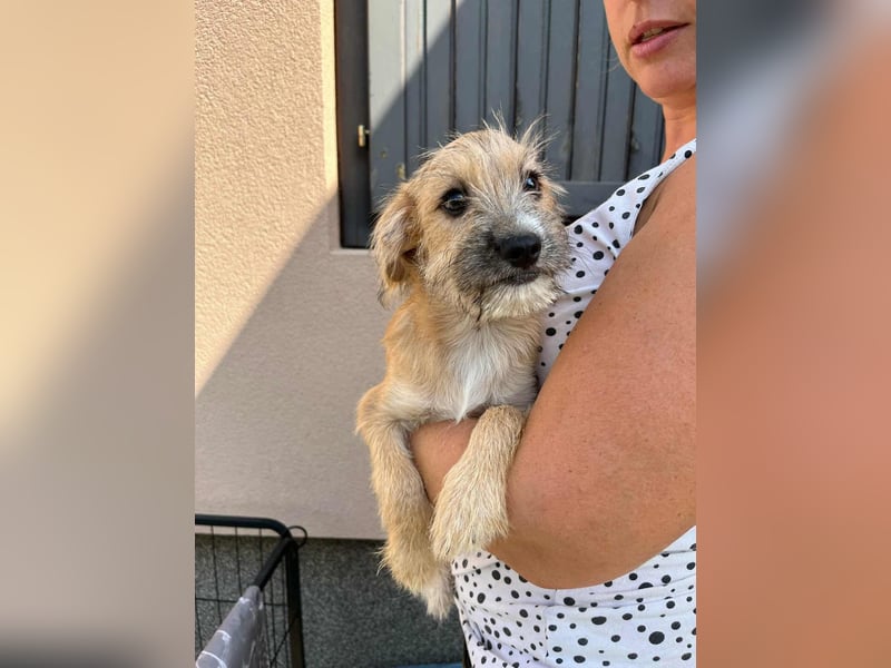 Billy, geboren 20.06.2025, 35cm sucht liebevolles Zuhause fürs Leben Billy, geboren 20.06.2025, 35cm sucht liebevolles Zuhause fürs Leben