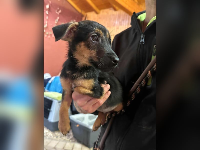 Marko, geboren 26.06.2025, 26cm sucht tierliebe Menschen