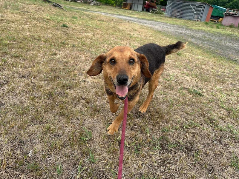 Tobi, geboren 01.04.2020, 40cm sucht sein Körbchen