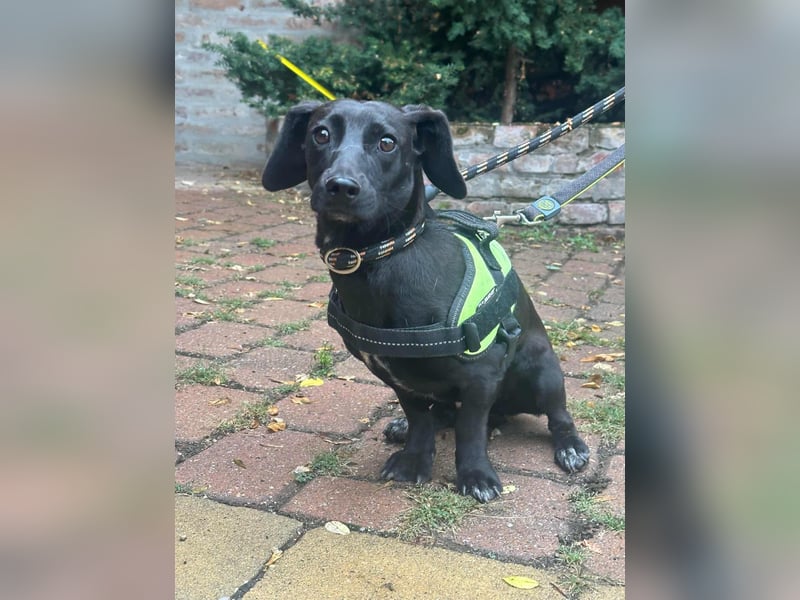 Hedi, geboren 05.01.2025, 33cm sucht ihr Glück