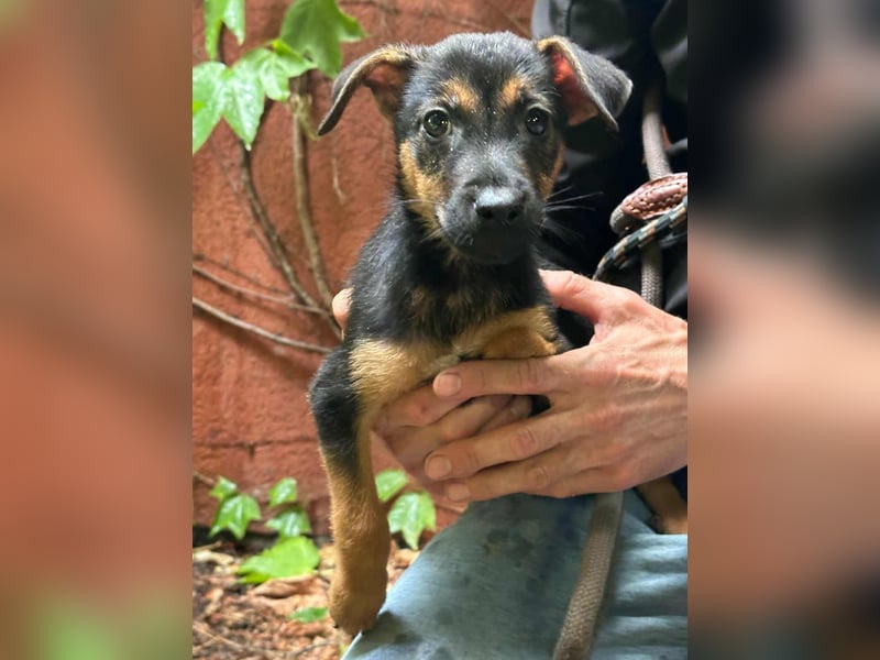 Marko, geboren 26.06.2025, 26cm sucht tierliebe Menschen