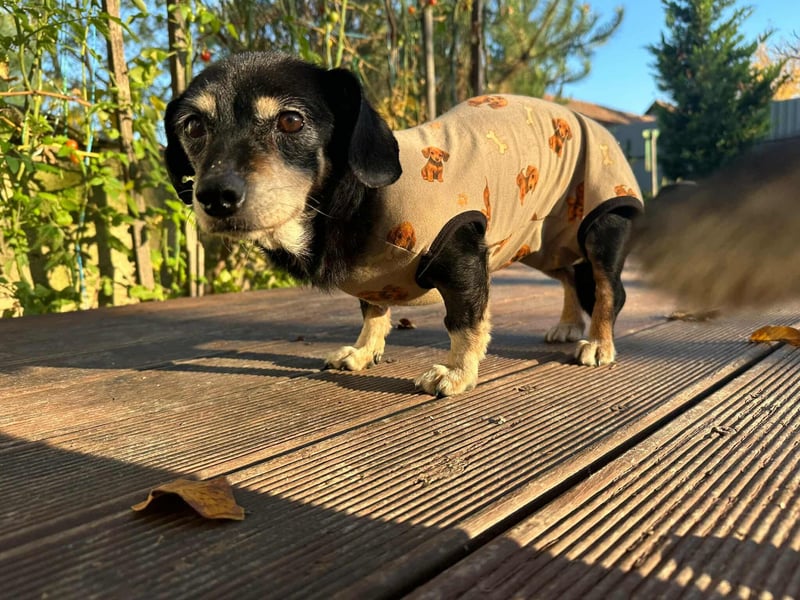 Manna, geboren 17.10.2015 sucht sicheres liebevolles Zuhause