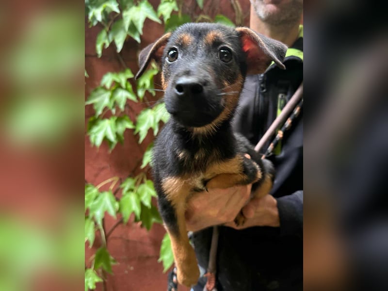 Marko, geboren 26.06.2025, 26cm sucht tierliebe Menschen