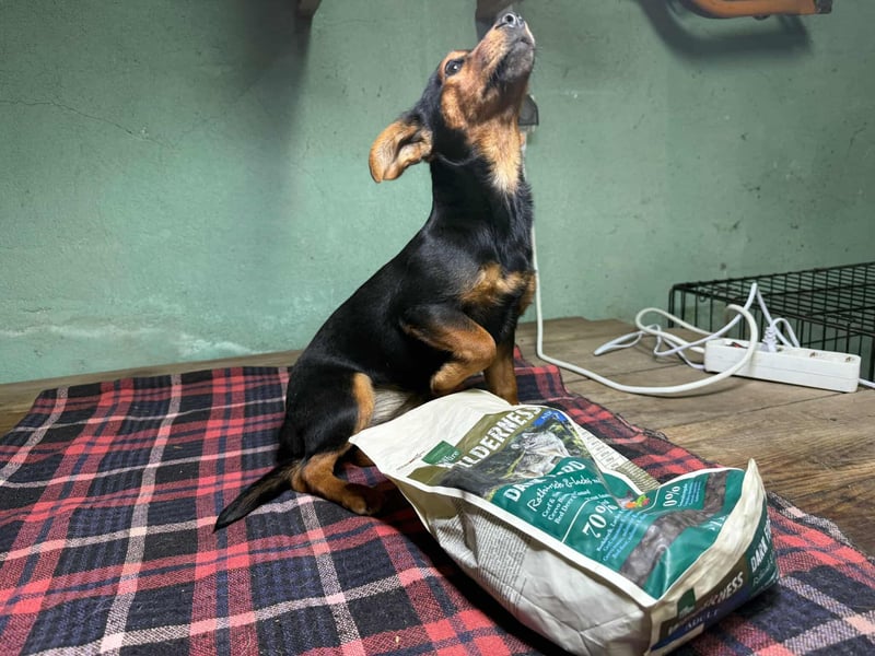 Eper, geboren 10.07.2025, 26cm sucht ihr Zuhause fürs Leben