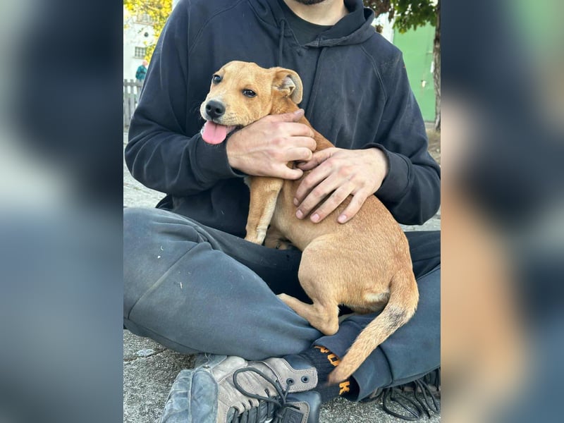 Boy, geboren 03.05.2025, 35cm sucht tierliebe Menschen