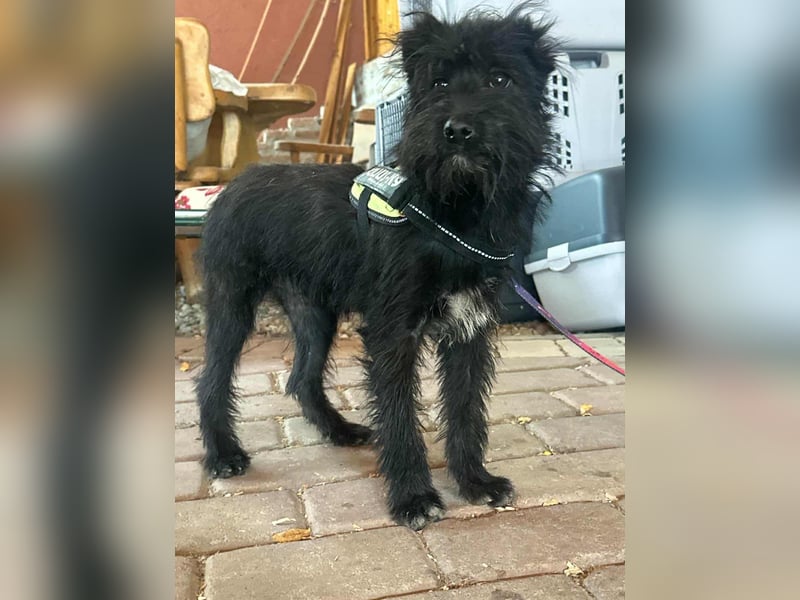 Aramis, geboren 15.04.2025, 37cm sucht sein großes Glück