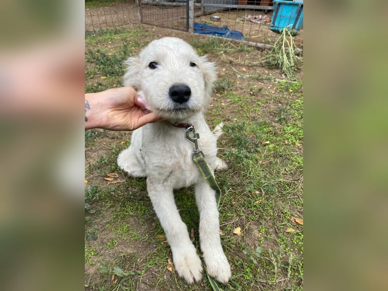 Fanny, geboren 17.06.2025, 39cm sucht ihre Menschen