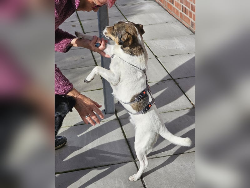 Enzo, geboren 01.10.2021, 35cm sucht neues Zuhause