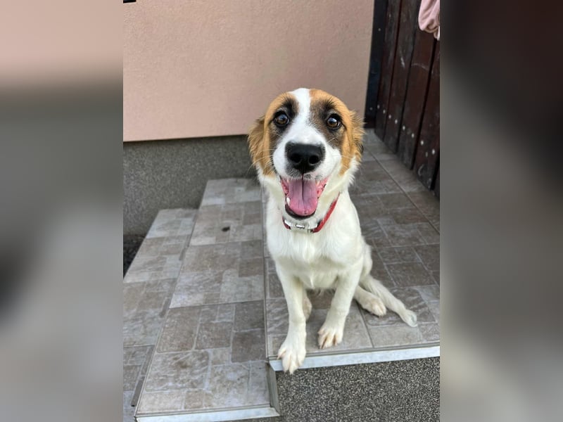 Manka, geboren 01.02.2025, 43cm sucht ihr Zuhause