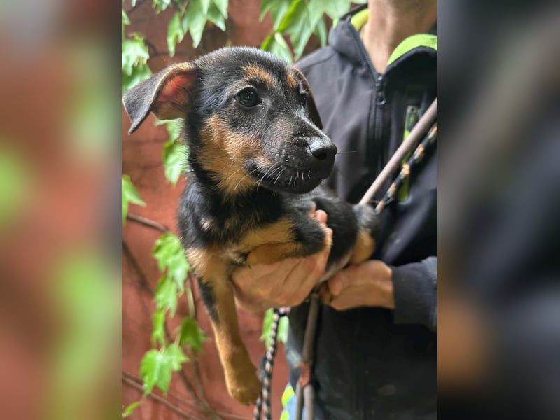 Marko, geboren 26.06.2025, 26cm sucht tierliebe Menschen