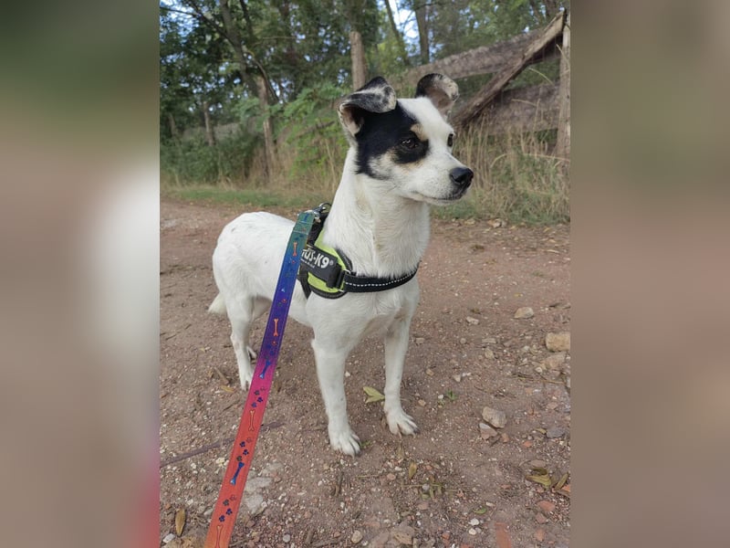 Mezi, geboren 21.05.2023, 35cm sucht ihr Körbchen Mezi, geboren 21.05.2023, 35cm sucht ihr Körbchen