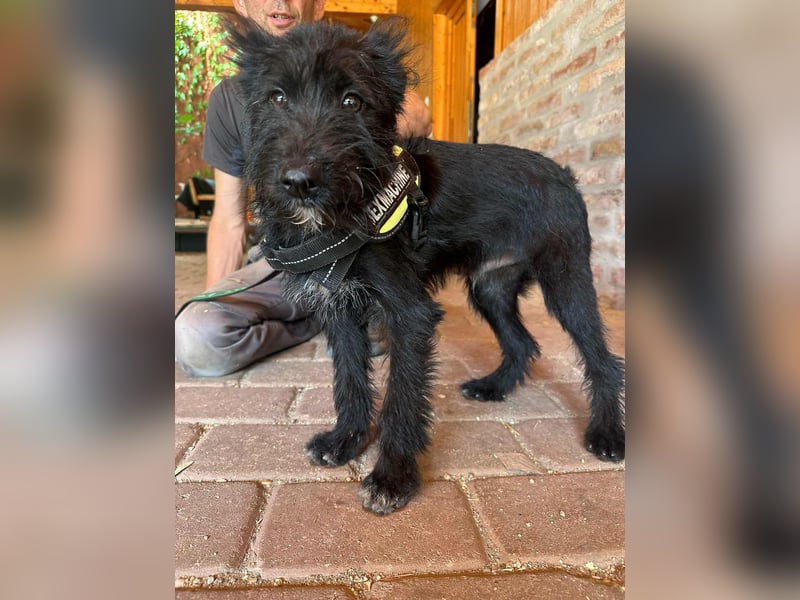 Athos, geboren 15.04.2025, 39cm sucht Geborgenheit