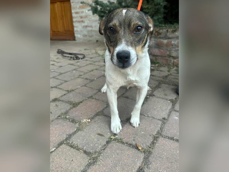 Enzo, geboren 01.10.2021, 35cm sucht sein Zuhause