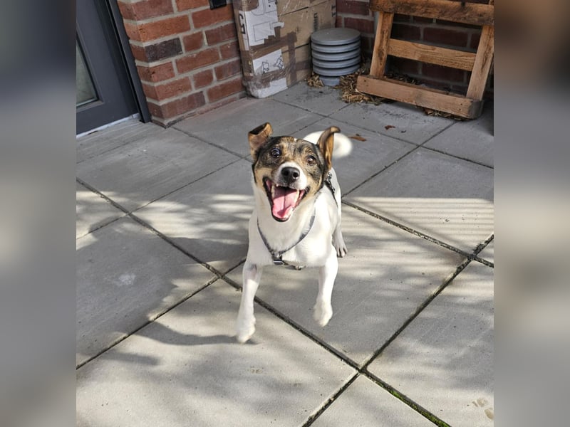 Enzo, geboren 01.10.2021, 35cm sucht neues Zuhause