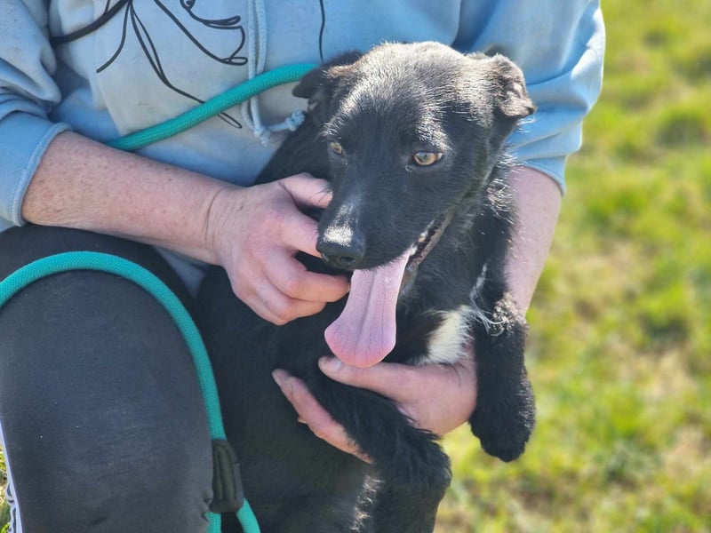 Pandur, geb. 03/2024, 42 cm, wünscht sich eine tolle Familie Pandur, geb. 03/2024, 42 cm, wünscht sich eine tolle Familie