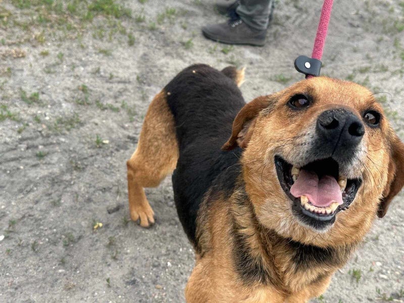 Tobi, geboren 01.04.2020, 40cm sucht sein Körbchen