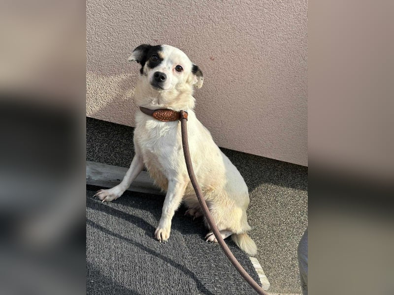 Mezi, geboren 21.05.2023, 35cm sucht ihr Körbchen Mezi, geboren 21.05.2023, 35cm sucht ihr Körbchen