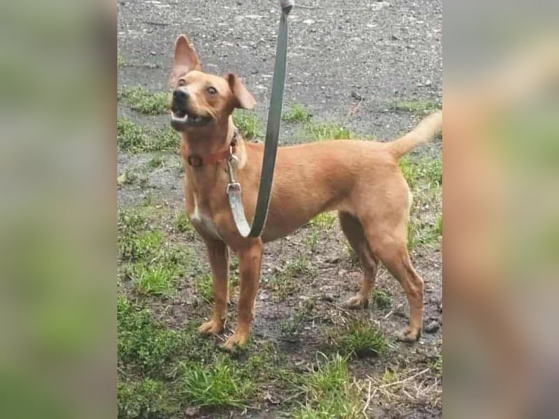 Daisy, geboren 01.01.2025, 37cm sucht ihre Chance