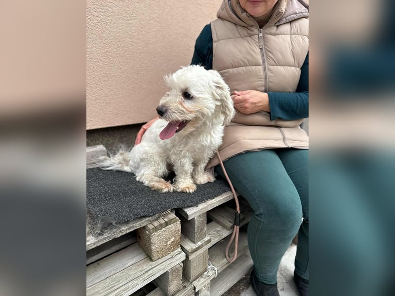 Casper, geboren 19.03.2023, 31cm sucht seine Menschen