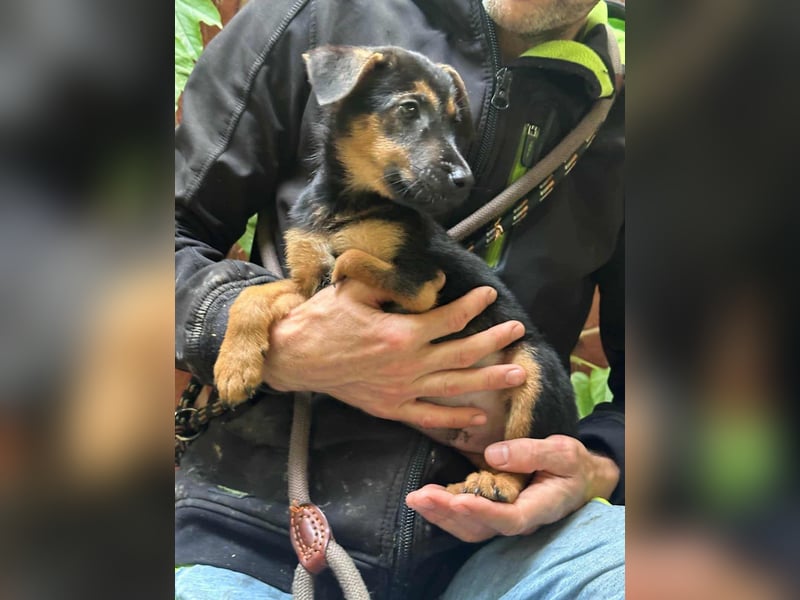 Marko, geboren 26.06.2025, 26cm sucht tierliebe Menschen