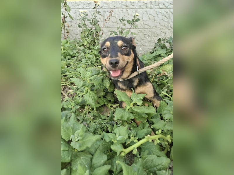 Jade, 8 Monate, 40cm sucht liebevolles Zuhause