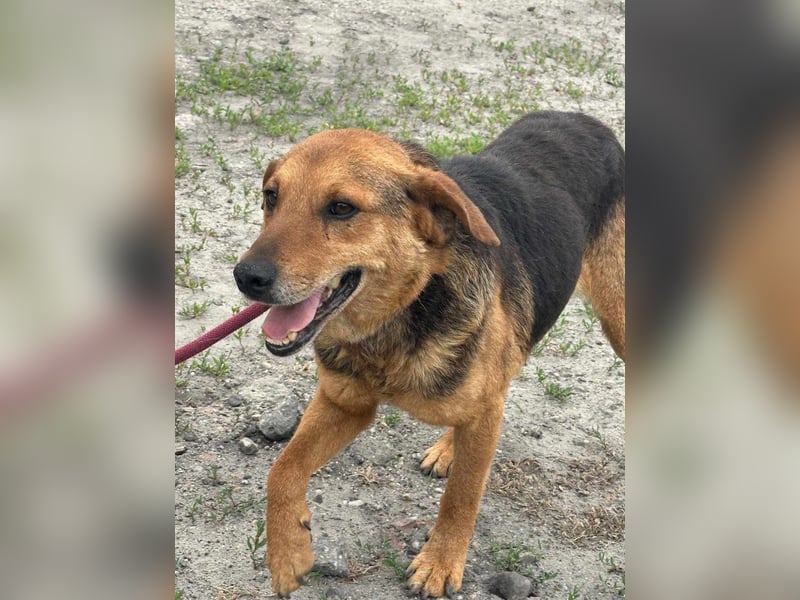 Tobi, geboren 01.04.2020, 40cm sucht sein Körbchen