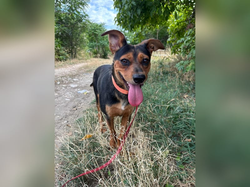 Palco, 2 Jahre, 40cm sucht sein für immer Zuhause Palco, 2 Jahre, 40cm sucht sein für immer Zuhause