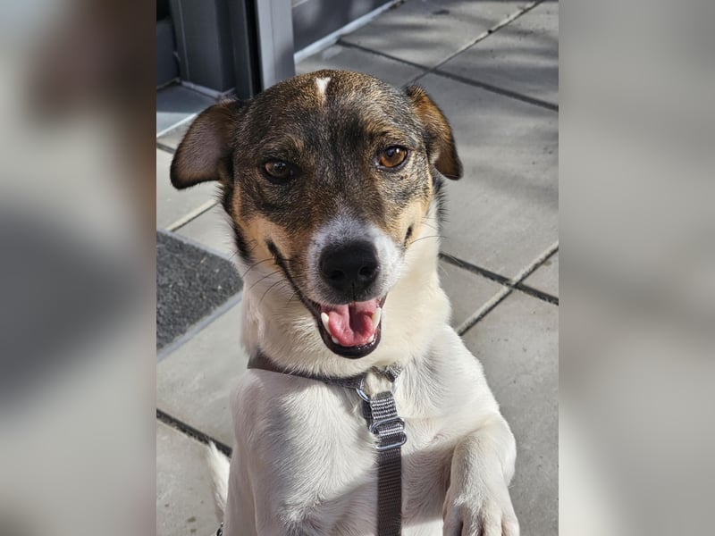 Enzo, geboren 01.10.2021, 35cm sucht neues Zuhause