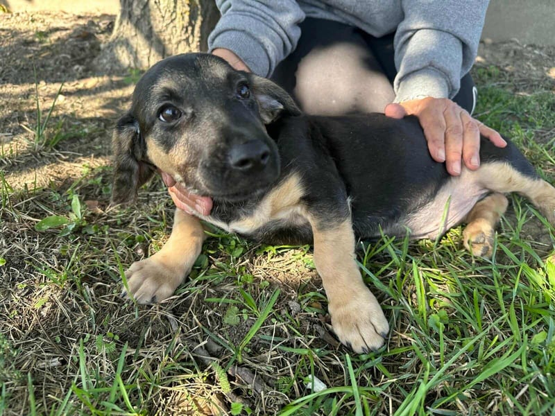 Bendeguz, geboren 15.06.2025, 24cm sucht seine Chance