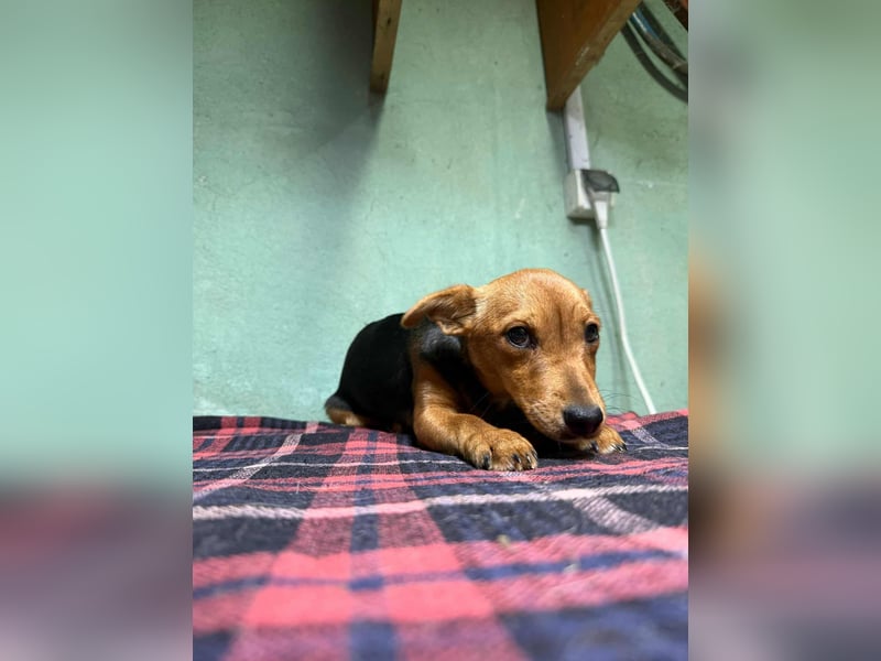 Malna, geboren 10.07.2025, 26cm sucht ihr Glück