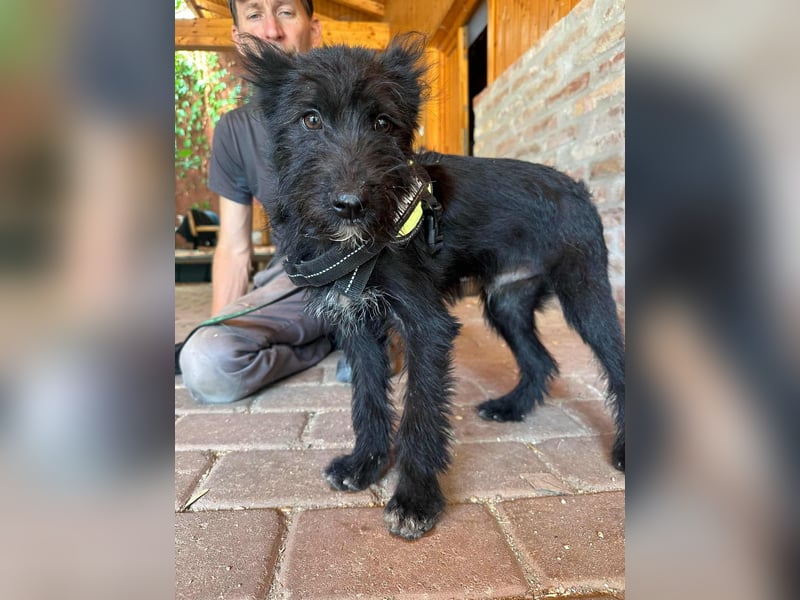 Athos, geboren 15.04.2025, 39cm sucht Geborgenheit