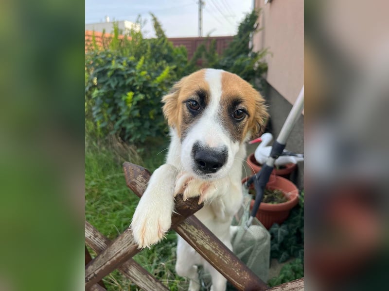 Manka, geboren 01.02.2025, 43cm sucht ihr Zuhause